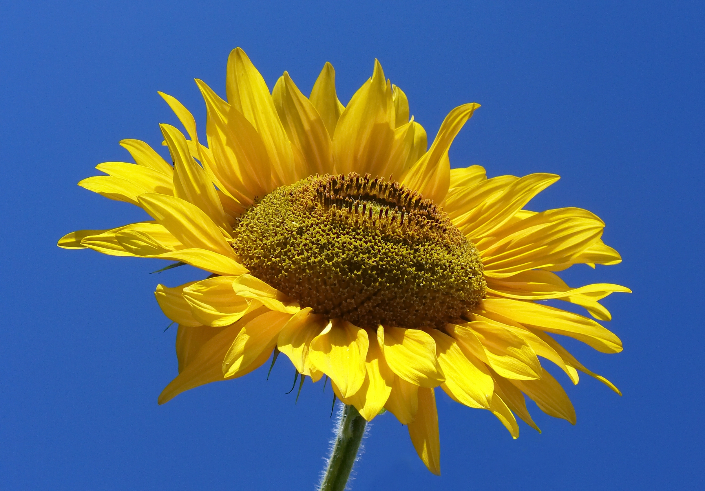 Photo of a sunflower