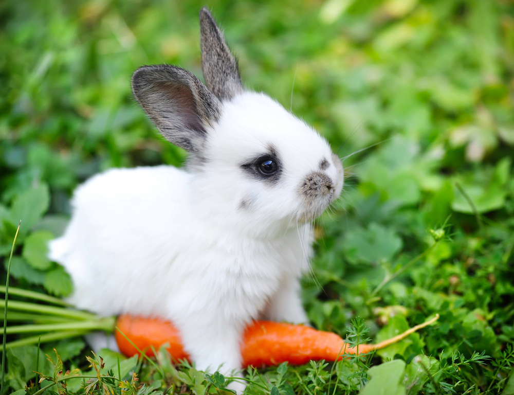 Photo of a cute bunny